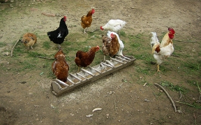 ЗА ПЪРВИ ПЪТ ИМА НАРЕДБА ЗА ОТГЛЕЖДАНЕ НА ЖИВОТНИ В ОБЩИНА ДОБРИЧКА